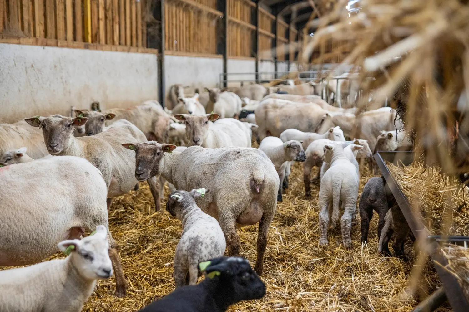 Troupeau de brebis en bergerie dans notre élevage familial en Wallonie.