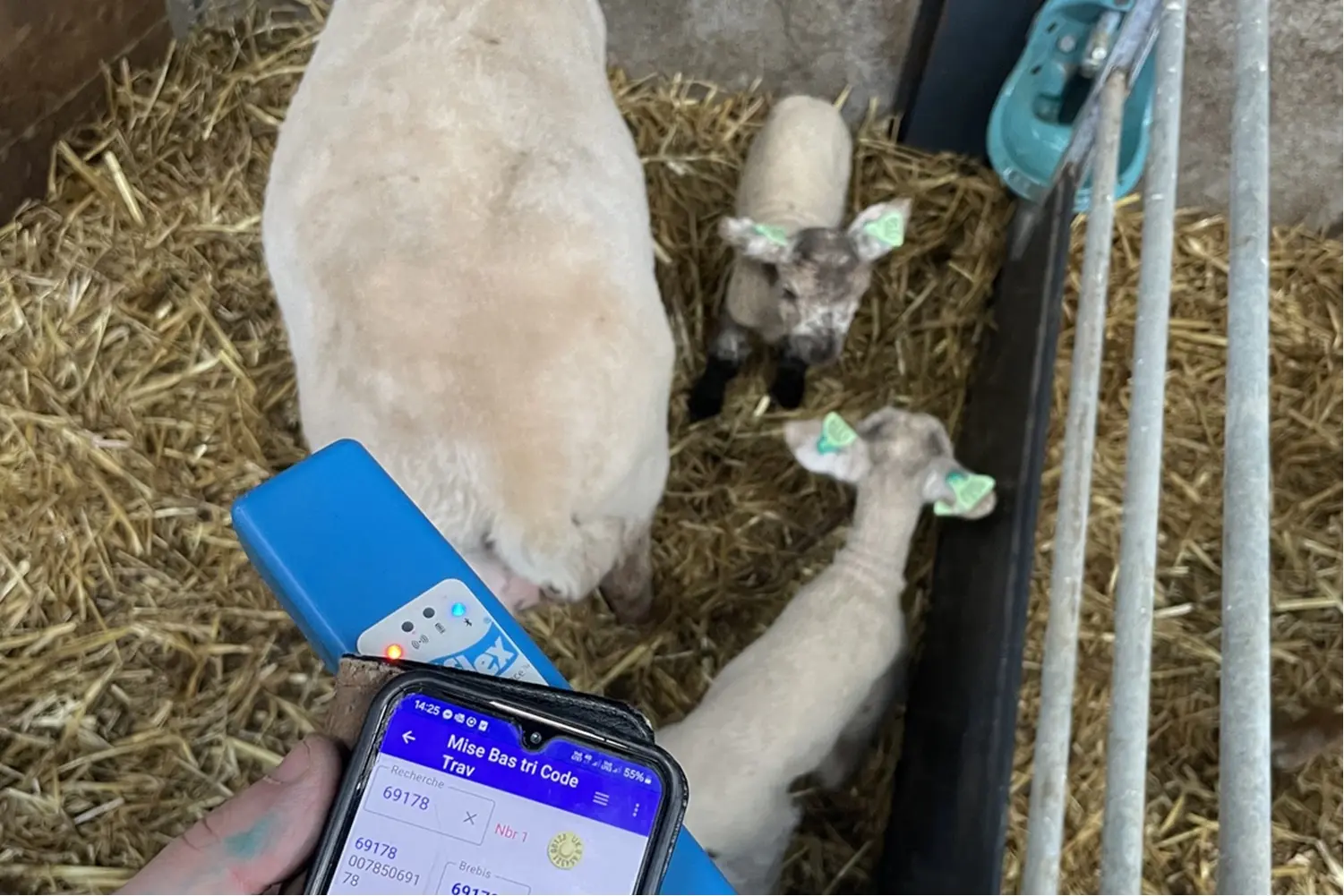 Identification des agneaux dès la naissance pour garantir la traçabilité. 
