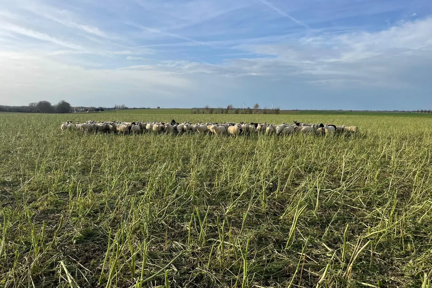 Pâturage de couverts végétaux d’interculture utilisé pour l’alimentation de nos troupeaux ovins.
