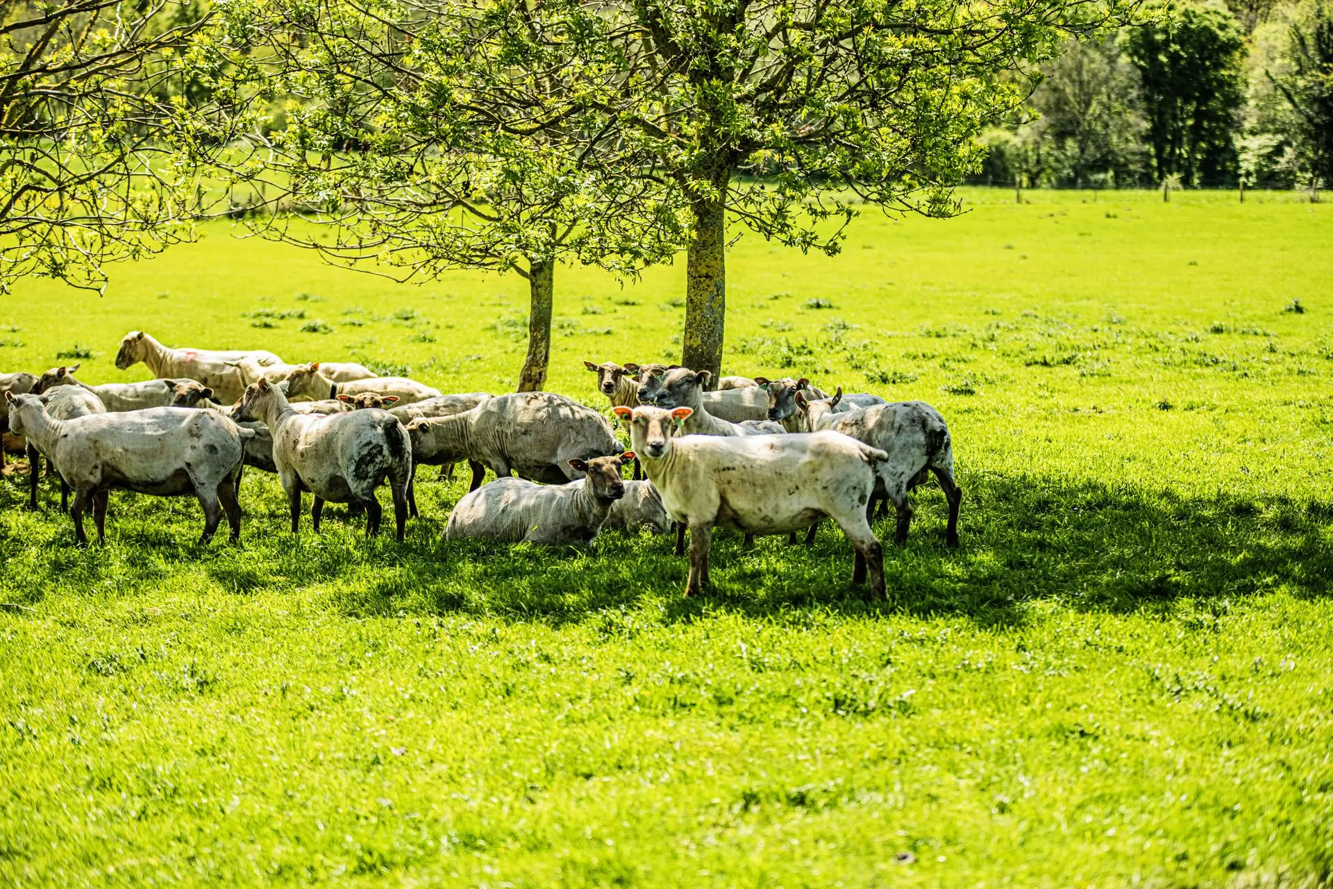 Brebis au pâturage sur prairie permanente