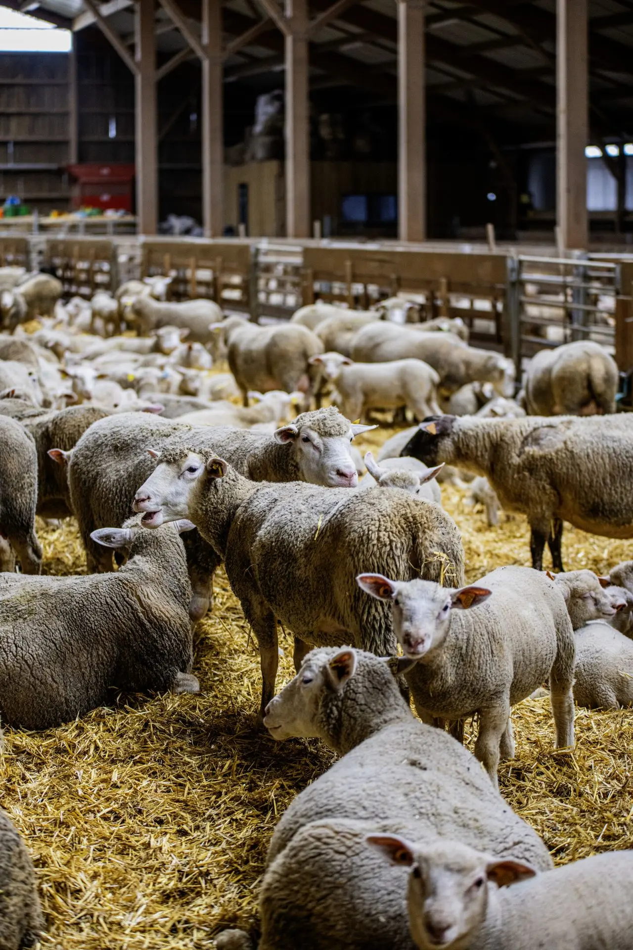 Brebis et agneaux en bergerie, nourris avec soin pour garantir une viande locale de qualité.