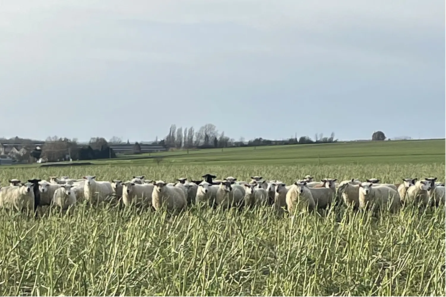 Pâturage de couverts végétaux d’interculture utilisé pour l’alimentation de nos troupeaux ovins.