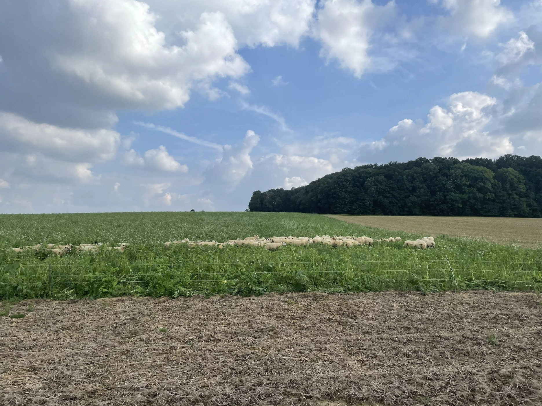Troupeau de brebis dans une parcelle de couvert végétale à coté de 2 parcelles nues dont la terre est visible et peu active.