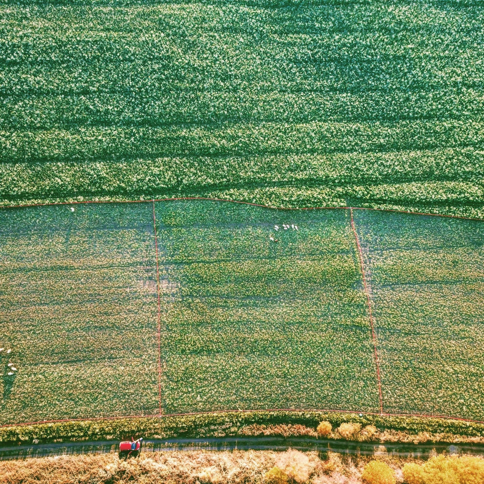 Parcelles d'essais du paturage en 2018 dans les début de l'exploration de la pratique. Clotures en filets oranges.