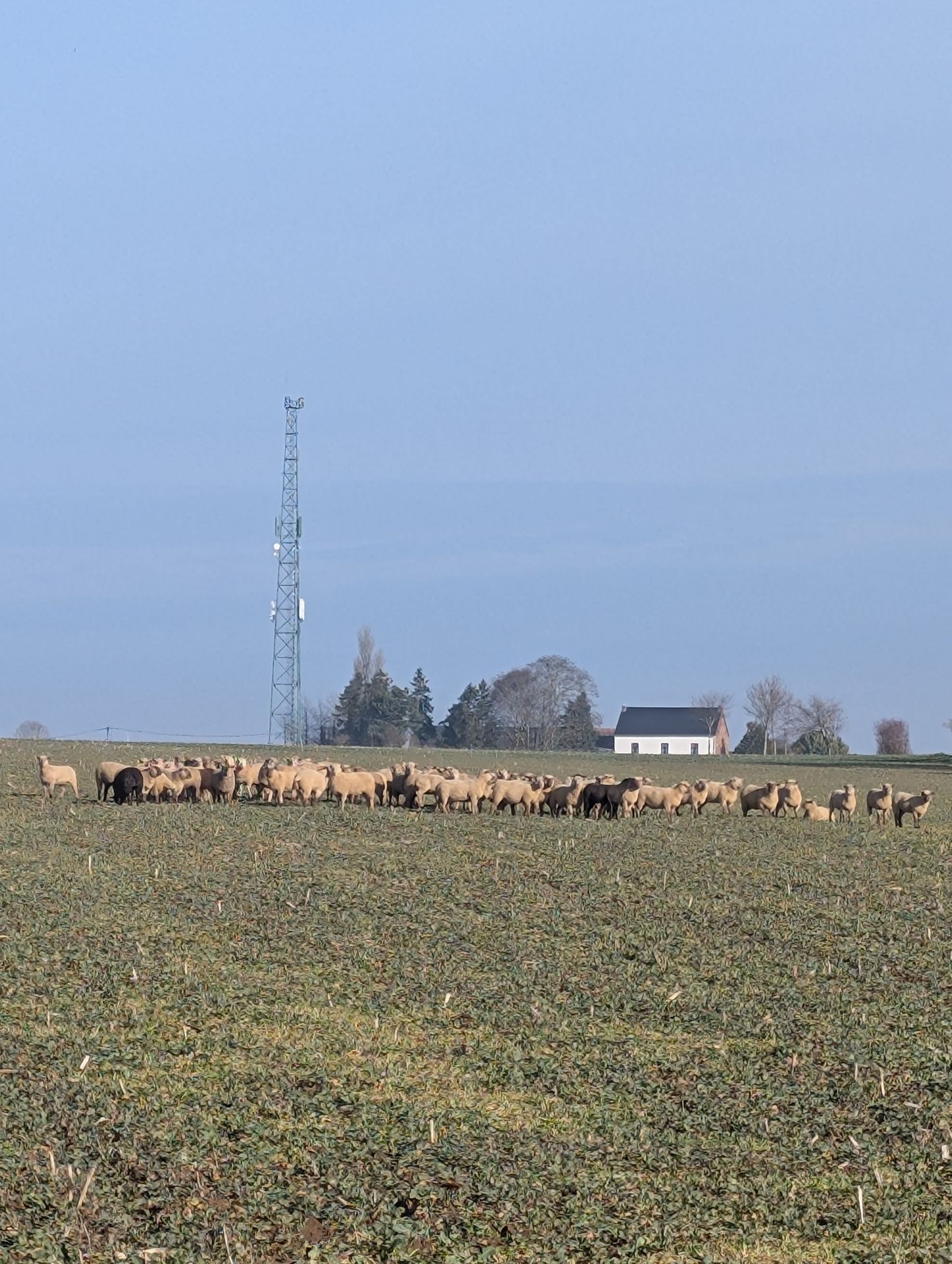 brebis dans un couvert de colza au milieu d'une plaine de Hesbaye
