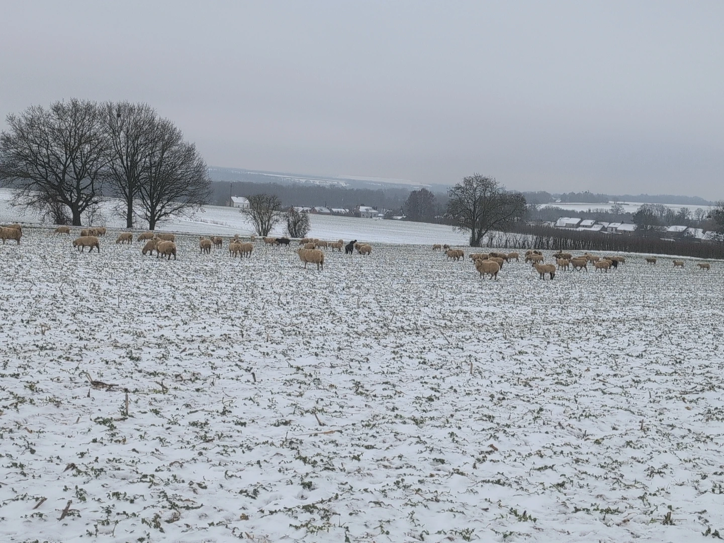 Des moutons dans un couvert lors d'une attaque hivernale. La neige ne leur fait pas peur. 