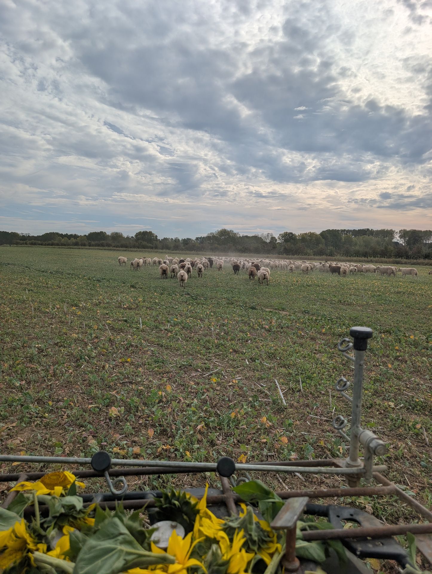 Changement de parcelle pour des brebis qui quittent un colza pour un couvert de tournesols. 